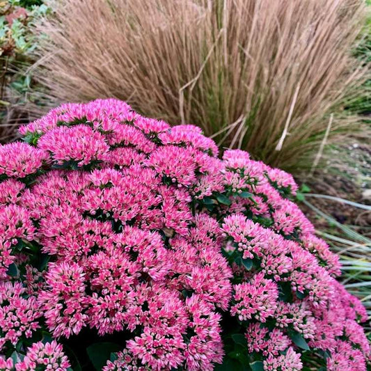 Sedum 'Autumn Joy grown sustainably at organicplantnursery