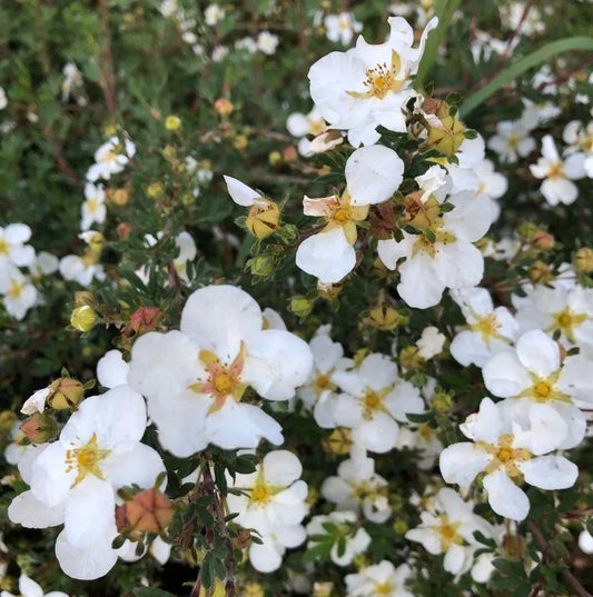 Close-up of white flowers with yellow centers on a green bush