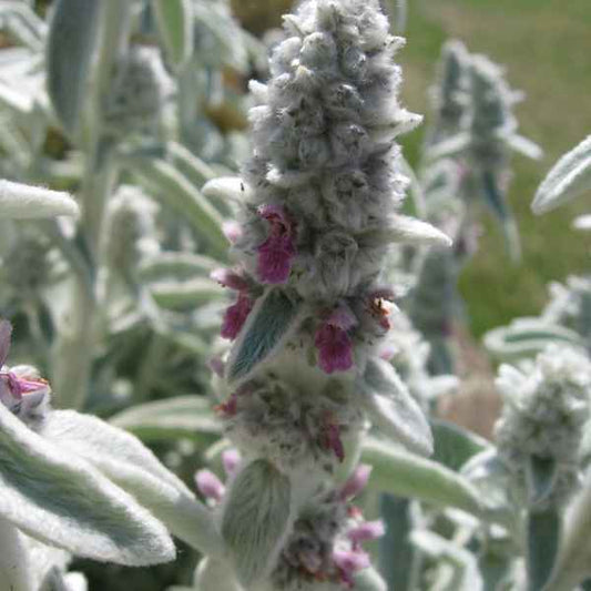 Stachys Lanata grown sustainably and plastic free in my back garden, carbon neutral Organic Plant Nursery