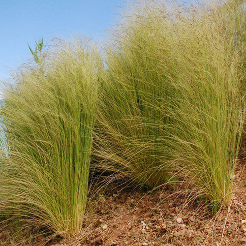 Stipa Elegantissima grown sustainably and plastic free in my back garden, carbon neutral Organic Plant Nursery