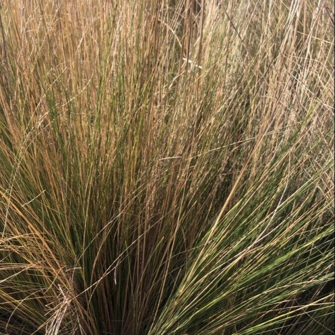Stipa Lessingiana grown sustainably and plastic free in my back garden, carbon neutral Organic Plant Nursery