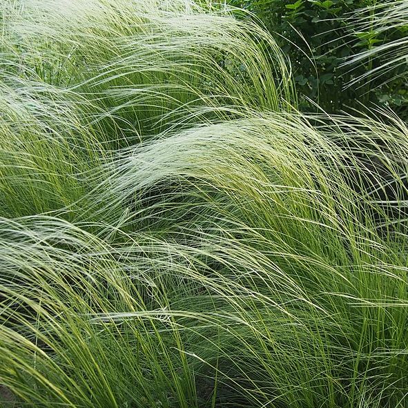 Stipa Lessingiana grown sustainably and plastic free in my back garden, carbon neutral Organic Plant Nursery