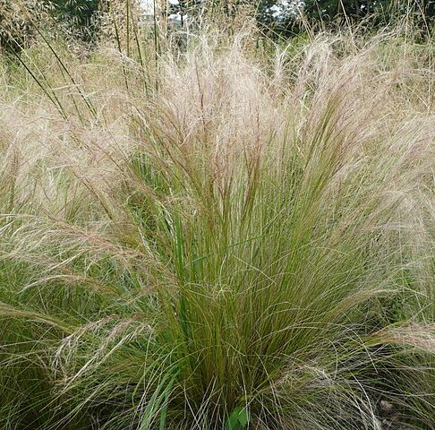 Stipa tenuissima grown sustainably and plastic free in my back garden, carbon neutral Organic Plant Nursery