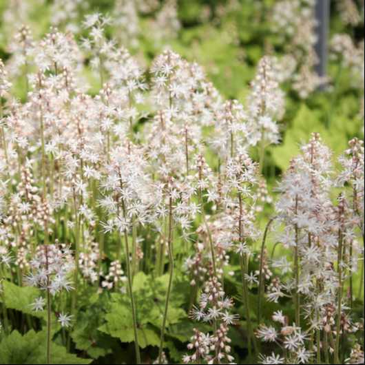 Tiarella cordifolia grown sustainably and plastic free in my back garden, carbon neutral Organic Plant Nursery