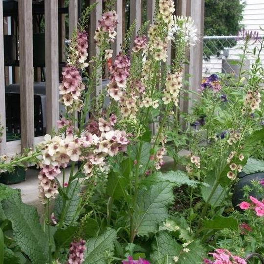 Verbascum Southern Charm' grown sustainably and plastic free in my back garden, carbon neutral Organic Plant Nursery