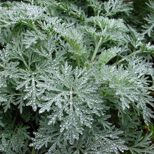 Artemisia Absinthium - Wormwood grown sustainably and plastic free in my back garden, carbon neutral Organic Plant Nursery