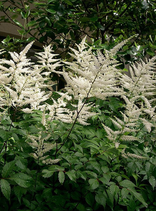 White flowering Astilbe grown sustainably at organicplantnursery