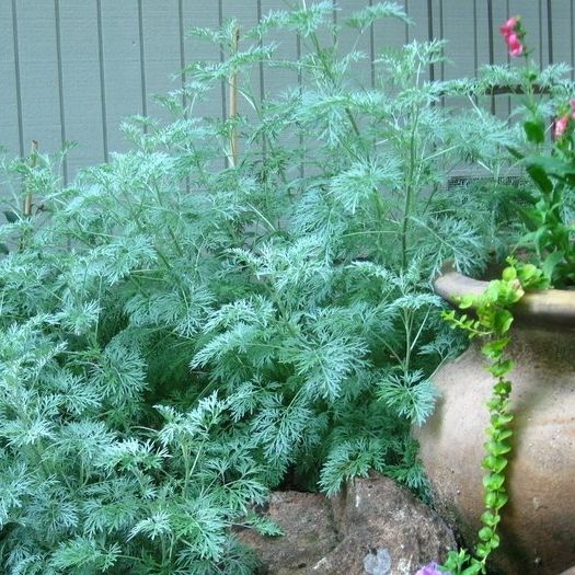 Artemisia Absinthium - Wormwood grown sustainably and plastic free in my back garden, carbon neutral Organic Plant Nursery