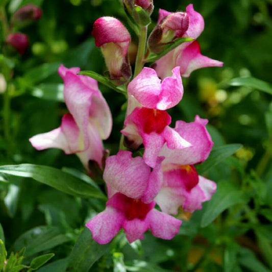 Antirrhinum majus 'Lucky Lips' grown sustainably and plastic free in my back garden, carbon neutral Organic Plant Nursery