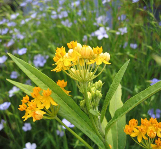 Asclepias curassavica 'Silky Gold' grown sustainably and plastic free in my back garden, carbon neutral Organic Plant Nursery