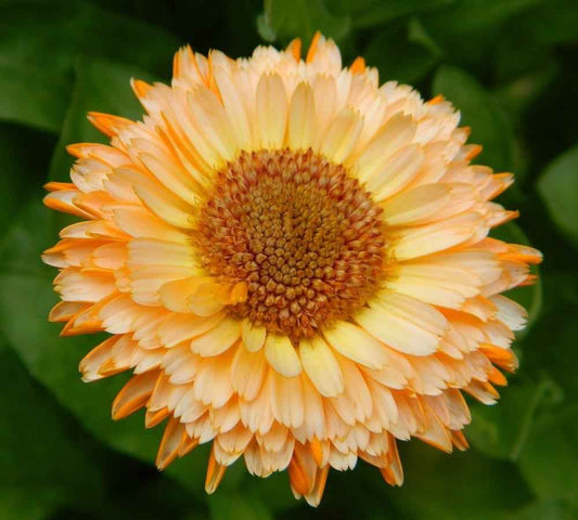 Calendula 'Pink Surprise' - Marigold grown sustainably and plastic free in my back garden, carbon neutral Organic Plant Nursery