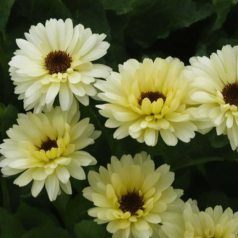 Calendula 'Snow Princess' - Marigold grown sustainably and plastic free in my back garden, carbon neutral Organic Plant Nursery