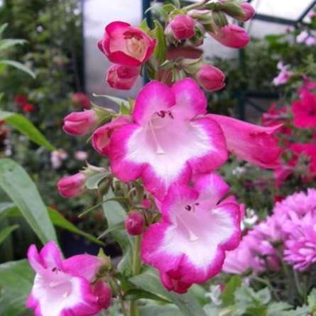 Penstemon hartwegii 'Giant Flowered' grown sustainably and plastic free in my back garden, carbon neutral Organic Plant Nursery