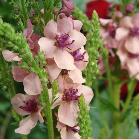 Verbascum Southern Charm' grown sustainably and plastic free in my back garden, carbon neutral Organic Plant Nursery