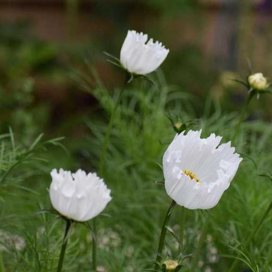 Cosmos bipinnatus 'Cupcakes White' grown sustainably and plastic free in my back garden, carbon neutral Organic Plant Nursery