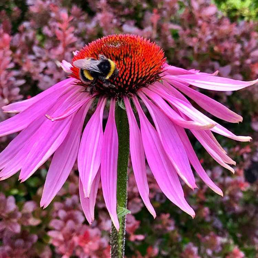 Echinacea Purpurea 'Magnus' grown sustainably and plastic free in my back garden, carbon neutral Organic Plant Nursery