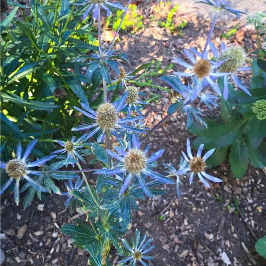 Eryngium planum 'Blue Glitter'- Organic Plant Nursery (Plastic Free & Carbon Neutral)
