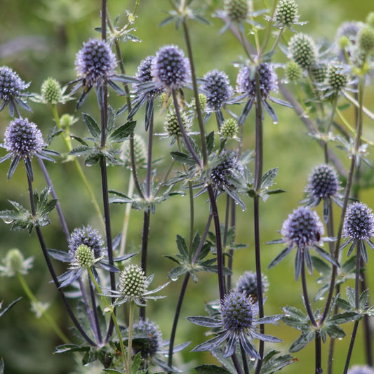 Eryngium planum grown sustainably and plastic free in my back garden, carbon neutral Organic Plant Nursery