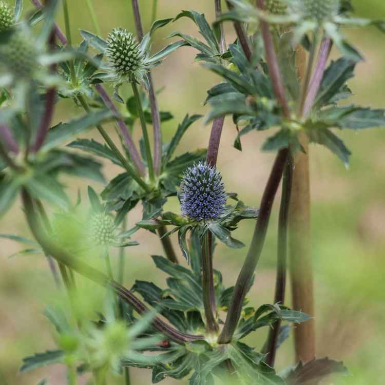 Eryngium planum grown sustainably and plastic free in my back garden, carbon neutral Organic Plant Nursery