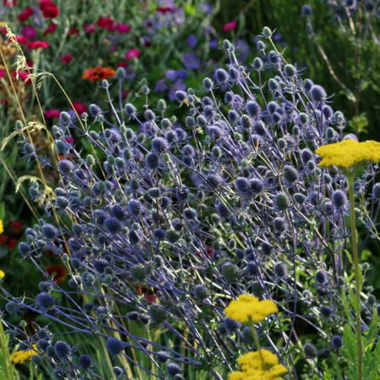 Eryngium planum grown sustainably and plastic free in my back garden, carbon neutral Organic Plant Nursery
