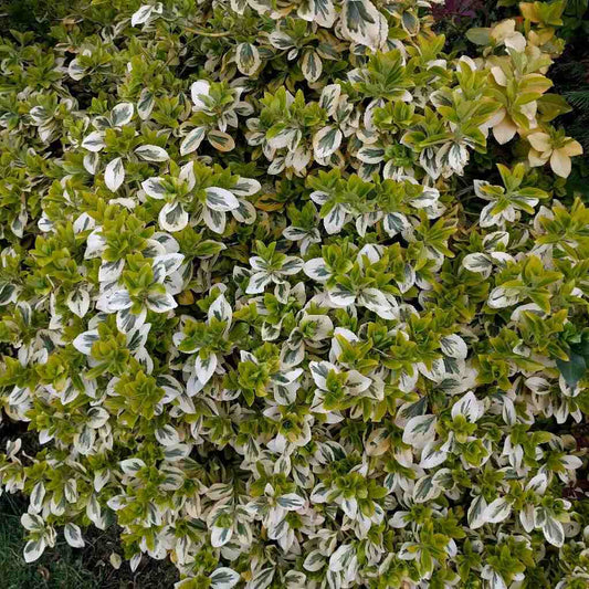 Euonymus fortunei 'Silver Queen—an evergreen, low-maintenance shrub perfect for ground cover or climbing. Organic Plant Nursery
