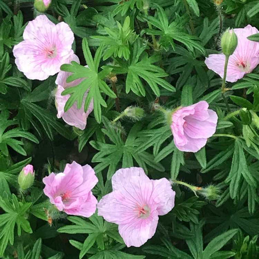 "Geranium sanguineum 'Striatum'—a low-growing, drought-tolerant perennial with soft pink, veined flowers. Organically grown, bee-friendly, and supplied in plastic-free packaging.