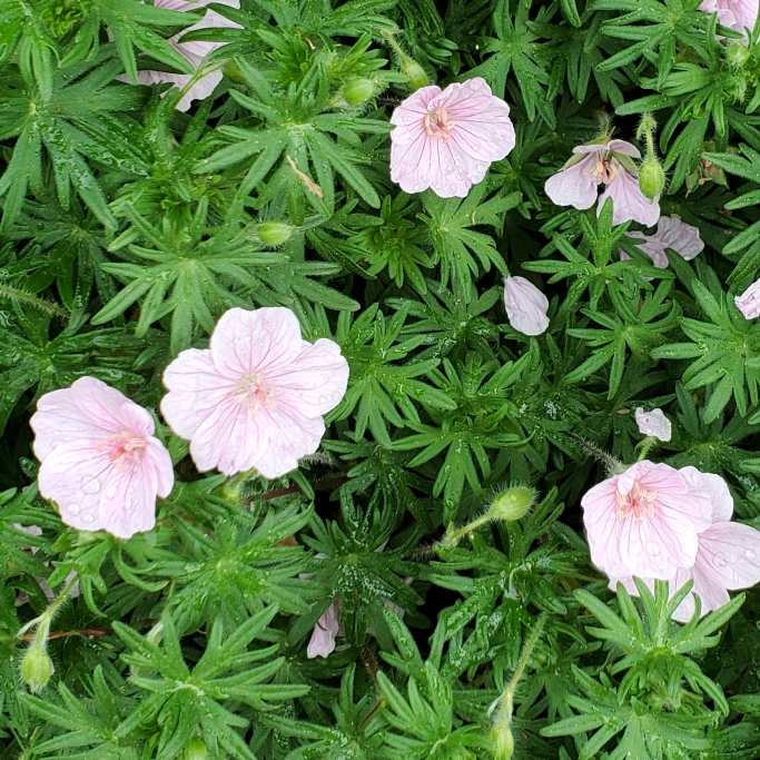 "Geranium sanguineum 'Striatum'—a low-growing, drought-tolerant perennial with soft pink, veined flowers. Organically grown, bee-friendly, and supplied in plastic-free packaging.