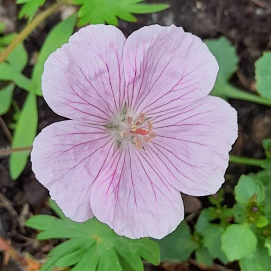 "Geranium sanguineum ‘Vision Pink’—a compact, drought-tolerant perennial with soft pink blooms and deep green foliage. Organic Plant Nursery