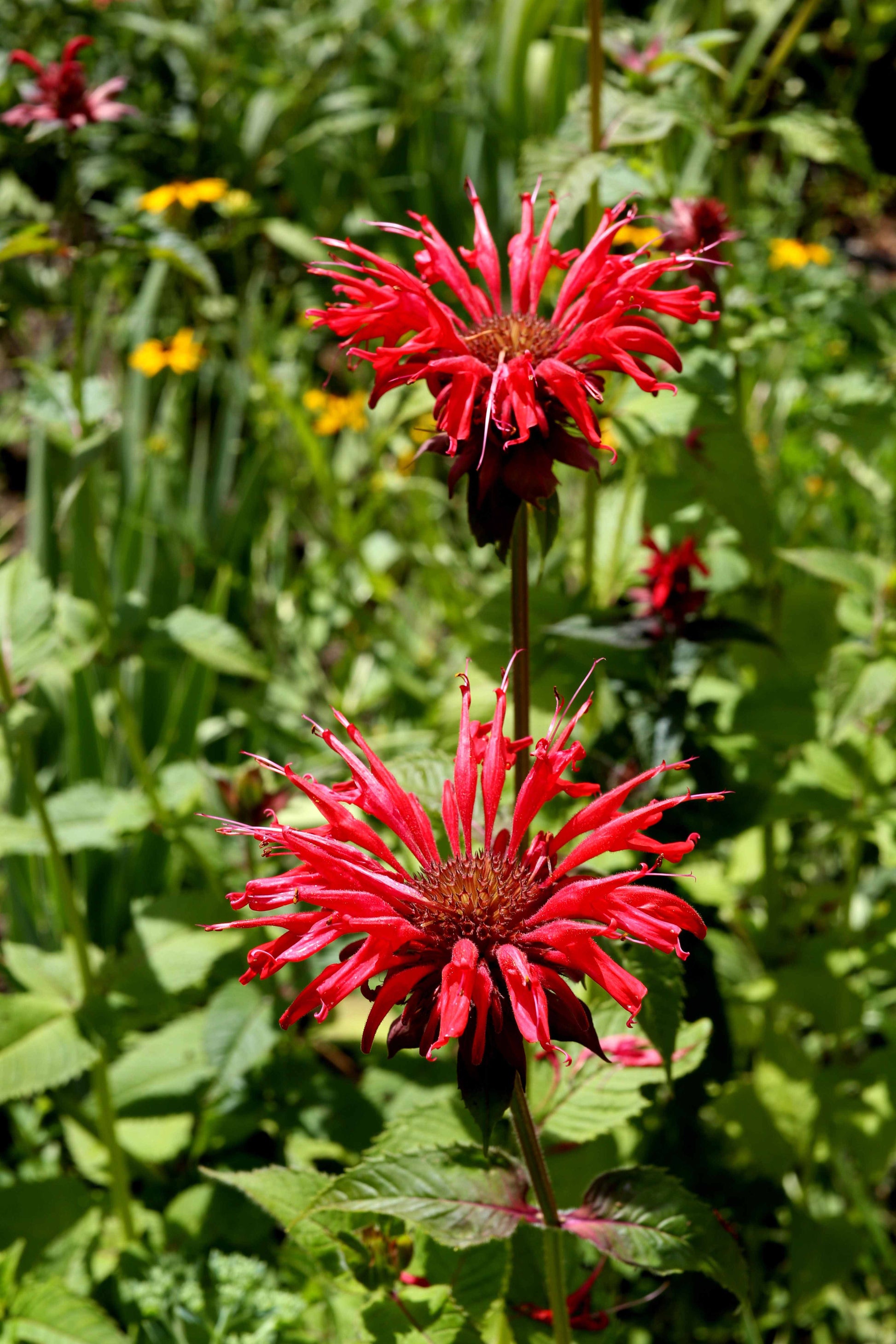 Monarda Didyma grown plastic free at organic plant nursery