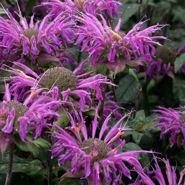 Monarda Didyma grown plastic free at organic plant nursery
