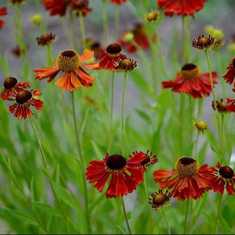 Helenium Autumnale Red and Gold grown sustainably and plastic free in my back garden, carbon neutral Organic Plant Nursery