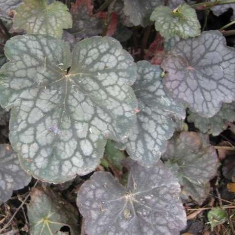 Heuchera 'Metallica' grown sustainably and plastic free in my back garden, carbon neutral Organic Plant Nursery
