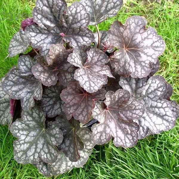 Heuchera 'Metallica' grown sustainably and plastic free in my back garden, carbon neutral Organic Plant Nursery