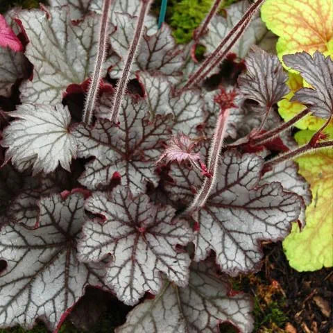 Heuchera 'Metallica' grown sustainably and plastic free in my back garden, carbon neutral Organic Plant Nursery