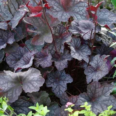 Heuchera 'Metallica' grown sustainably and plastic free in my back garden, carbon neutral Organic Plant Nursery
