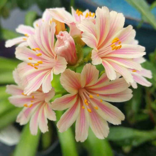 Lewisia Cotyledon 'Elise' grown sustainably and plastic free in my back garden, carbon neutral Organic Plant Nursery