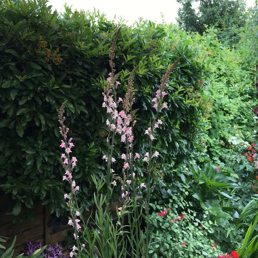 Linaria purpurea 'Canon Went' grown sustainably and plastic free in my back garden, carbon neutral Organic Plant Nursery