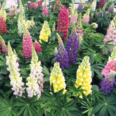 Lupinus polyphyllus 'Lupini' grown sustainably and plastic free in my back garden, carbon neutral Organic Plant Nursery