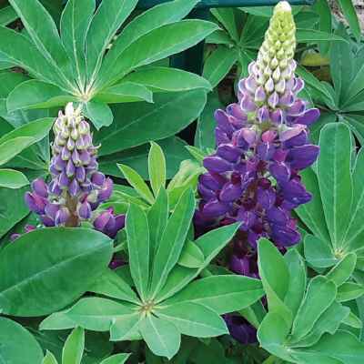 Lupinus polyphyllus 'Lupini' grown sustainably and plastic free in my back garden, carbon neutral Organic Plant Nursery