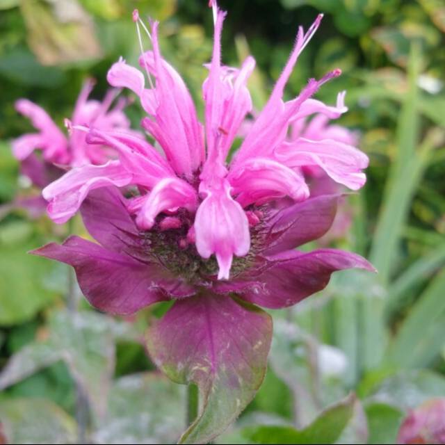 Monarda ‘Beauty of Cobham’ - Bergamot – Organic Plant Nursery