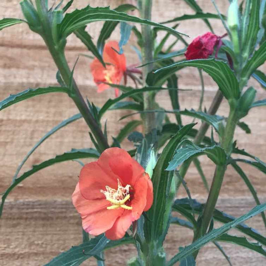 "Oenothera versicolor 'Sunset Boulevard'—a striking perennial with fiery orange blooms that glow in the evening light. Organic Plant Nursery