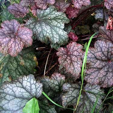 Heuchera 'Metallica' grown sustainably and plastic free in my back garden, carbon neutral Organic Plant Nursery