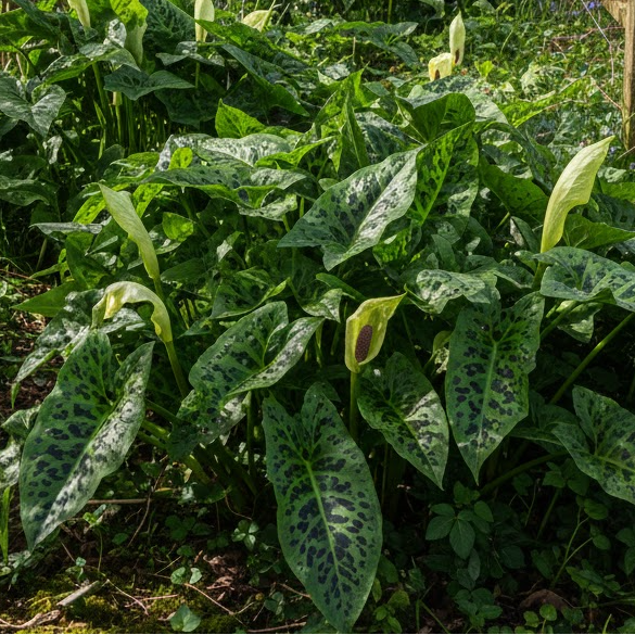 organic plant nursery - Arum maculatum in a british hedgerow