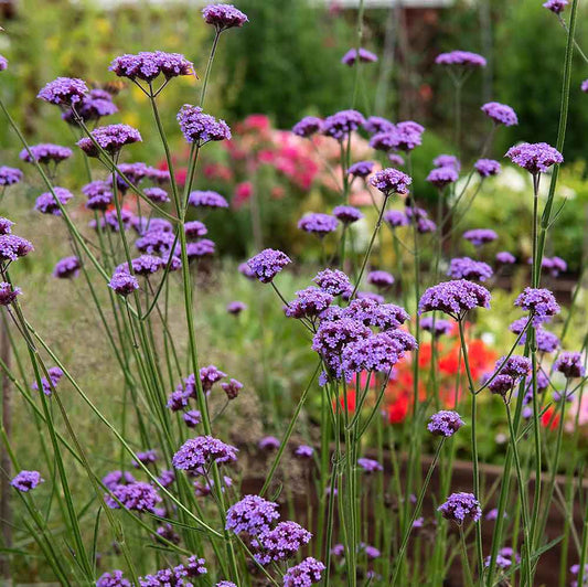 Verbena bonariensis grown sustainably and plastic free in my back garden, carbon neutral Organic Plant Nursery