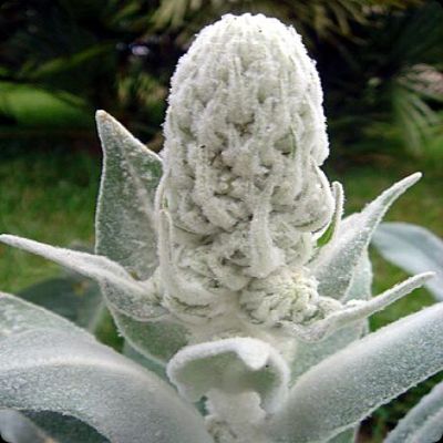 Verbascum Arctic Summer flower spike emerging