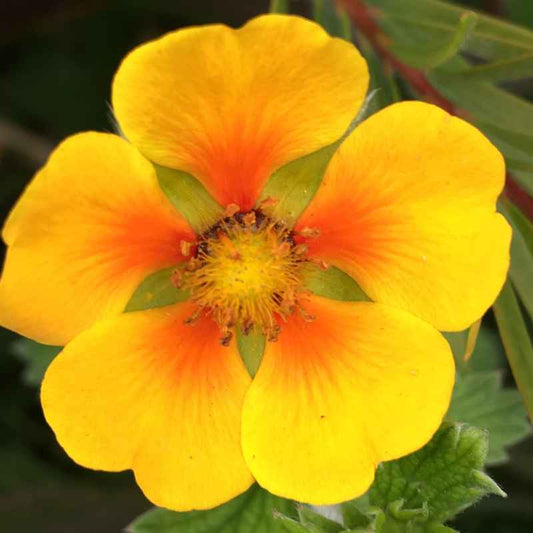 Potentilla atro. argyrophylla grown sustainably and plastic free in my back garden, carbon neutral Organic Plant Nursery