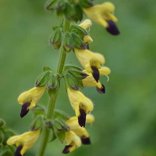 Salvia Bulleyana ‘Blue Lips' grown sustainably and plastic free in my back garden, carbon neutral Organic Plant Nursery
