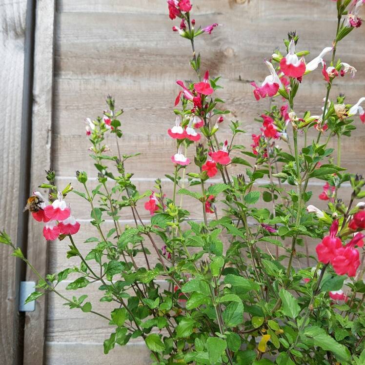 Salvia Hot Lips grown sustainably and plastic free in my back garden, carbon neutral Organic Plant Nursery