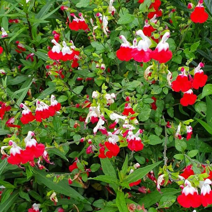 Salvia Hot Lips grown sustainably and plastic free in my back garden, carbon neutral Organic Plant Nursery