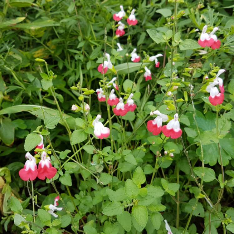 Salvia Hot Lips grown sustainably and plastic free in my back garden, carbon neutral Organic Plant Nursery